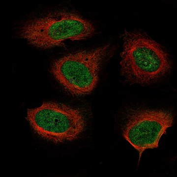 Monoclonal Anti-NF1 antibody produced in mouse Prestige Antibodies&#174; Powered by Atlas Antibodies, clone CL11773, purified immunoglobulin, buffered aqueous glycerol solution