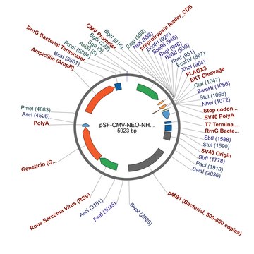 pSF-CMV-NEO-NH2-PPT-COOH-3XFLAG plasmid vector for molecular cloning