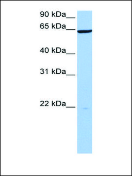 Anti-PAXIP1 antibody produced in rabbit affinity isolated antibody