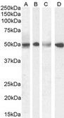Anti-SEPT6 antibody produced in goat affinity isolated antibody, buffered aqueous solution