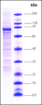 STAT1 human recombinant, expressed in insect cells, &#8805;70% (SDS-PAGE)