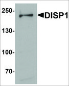 Anti-DISP1 antibody produced in rabbit affinity isolated antibody