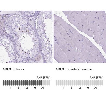 Anti-ARL9 antibody produced in rabbit Prestige Antibodies&#174; Powered by Atlas Antibodies, affinity isolated antibody, buffered aqueous glycerol solution