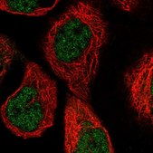 Anti-PGLS antibody produced in rabbit Prestige Antibodies® Powered by Atlas Antibodies, affinity isolated antibody, buffered aqueous glycerol solution