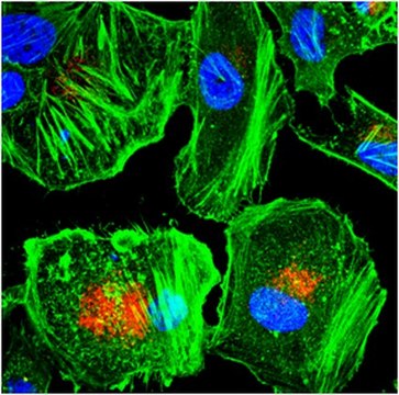 Anti-LBPA Antibody, clone 6C4 clone 6C4, from mouse