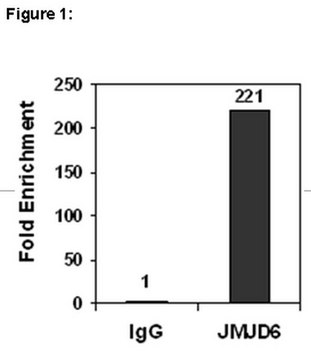 ChIPAb+ JMJD6 - ChIP Validated Antibody and Primer Set from rabbit, purified by affinity chromatography