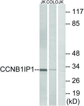 Anti-CCNB1IP1 antibody produced in rabbit affinity isolated antibody