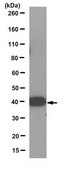Anti-Synaptophysin Antibody, clone 10F6.1 clone 10F6.1, from mouse