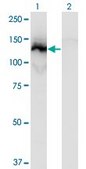 Monoclonal Anti-SSH1 antibody produced in mouse clone 2F9, purified immunoglobulin, buffered aqueous solution