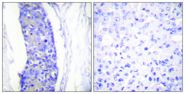 抗-微管蛋白 &#945; 兔抗 affinity isolated antibody