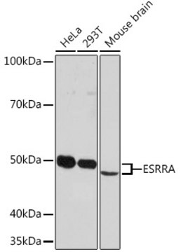 Anti-ESRRA Antibody, clone 2R10S3, Rabbit Monoclonal