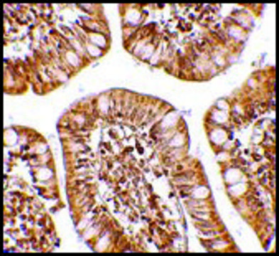 抗-ZBP1 兔抗 affinity isolated antibody, buffered aqueous solution