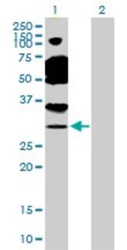 Anti-TAF11 antibody produced in rabbit purified immunoglobulin, buffered aqueous solution