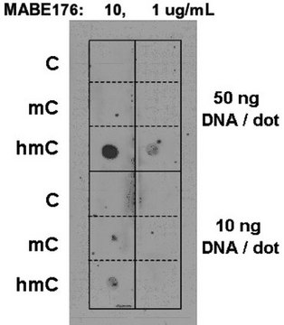 Anti-5-hydroxymethylcytosine (5hmC) Antibody, clone AB3/63.3 clone AB3/63.3, from rat