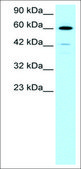 Anti-HDAC2 antibody produced in rabbit affinity isolated antibody