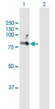 Anti-CD6 antibody produced in mouse purified immunoglobulin, buffered aqueous solution