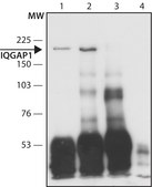 Anti-IQGAP1 (C-terminal region) antibody produced in rabbit ~1.5 mg/mL, affinity isolated antibody