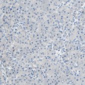 Anti-PCDHB2 antibody produced in rabbit Prestige Antibodies® Powered by Atlas Antibodies, affinity isolated antibody, buffered aqueous glycerol solution