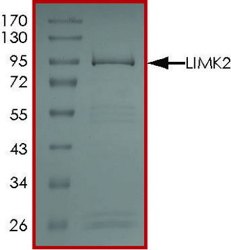 LIMK2, Active PRECISIO&#174; Kinase, recombinant