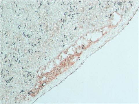 抗 牛 IgG（全分子）&#8722;过氧物酶 兔抗 IgG fraction of antiserum, buffered aqueous solution