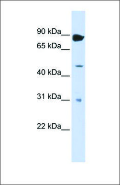 Anti-ADARB1 antibody produced in rabbit affinity isolated antibody