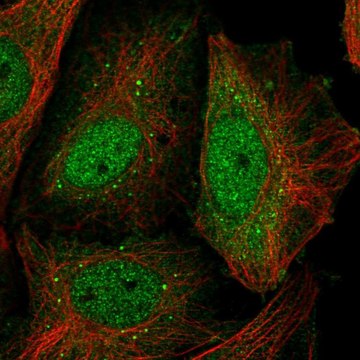 Anti-NIPBL antibody produced in rabbit Prestige Antibodies&#174; Powered by Atlas Antibodies, affinity isolated antibody