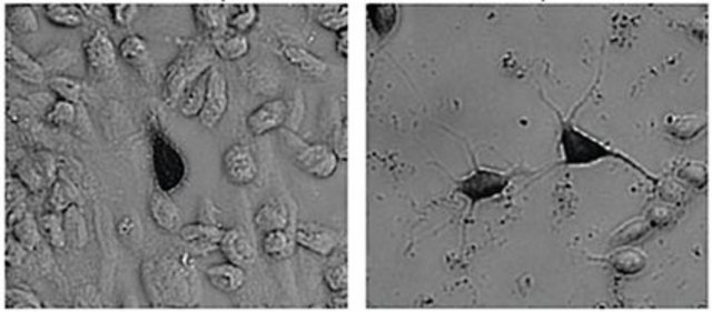 Anti-Green Fluorescent Protein Antibody Chemicon&#174;, from chicken