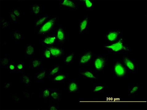 Monoclonal Anti-PSMC2 antibody produced in mouse clone 4C10-2C8, purified immunoglobulin, buffered aqueous solution