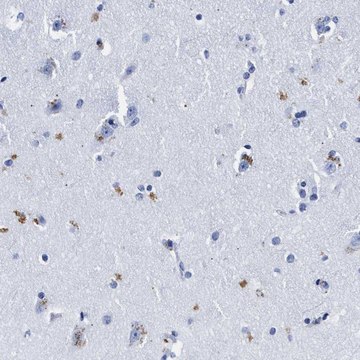 Anti-LRRC8E antibody produced in rabbit Prestige Antibodies&#174; Powered by Atlas Antibodies, affinity isolated antibody, buffered aqueous glycerol solution