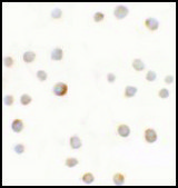 Anti-ABCA7 antibody produced in rabbit affinity isolated antibody, buffered aqueous solution