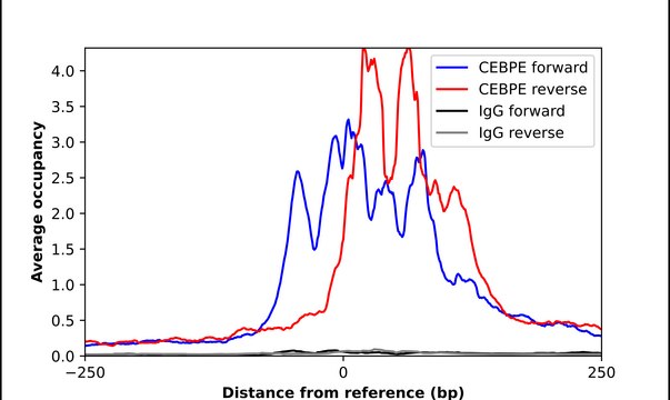 Anti-CEBPE antibody produced in rabbit Prestige Antibodies® Powered by Atlas Antibodies, affinity isolated antibody, buffered aqueous glycerol solution