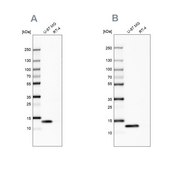 Anti-LGALS1 antibody produced in rabbit Prestige Antibodies® Powered by Atlas Antibodies, affinity isolated antibody, buffered aqueous glycerol solution