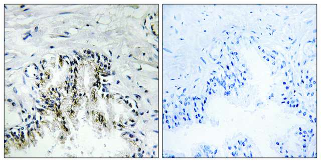 Anti-RPL31 antibody produced in rabbit affinity isolated antibody