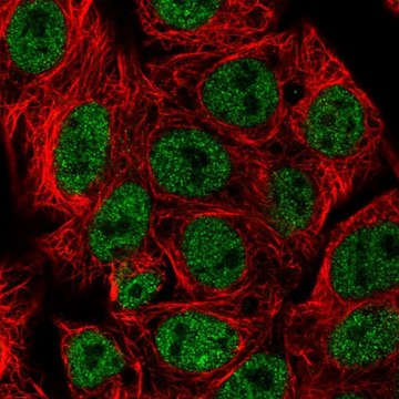 Anti-ARRB1 antibody produced in rabbit Prestige Antibodies&#174; Powered by Atlas Antibodies, affinity isolated antibody