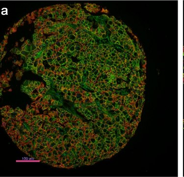 Monoclonal Anti-Pan Cadherin antibody produced in mouse clone CH-19, ascites fluid