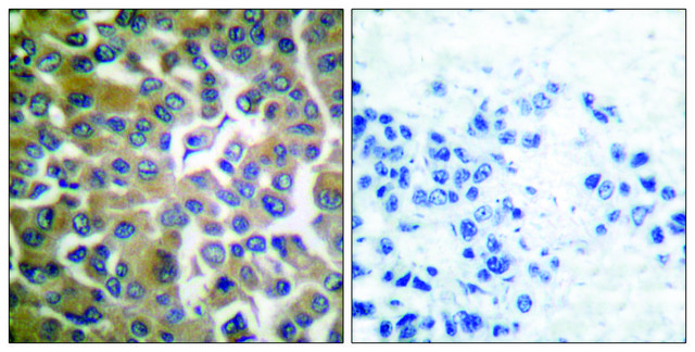 抗-FAP-1 兔抗 affinity isolated antibody