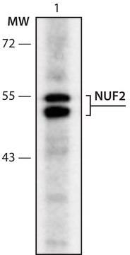 Anti-NUF2 (261-275) antibody produced in rabbit IgG fraction of antiserum