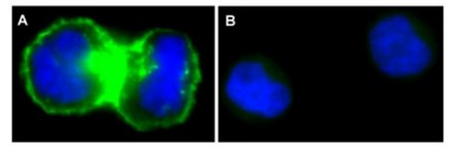 Anti-EGFR Antibody, neutralizing, clone LA1, Alexa Fluor&#8482; 488 clone LA1, Upstate&#174;, from mouse