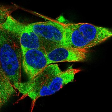 Anti-EIF2AK2 antibody produced in rabbit Prestige Antibodies&#174; Powered by Atlas Antibodies, affinity isolated antibody