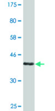 Monoclonal Anti-COX5A antibody produced in mouse clone 1G10, purified immunoglobulin, buffered aqueous solution