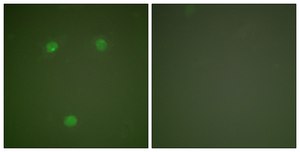 Anti-GADD153 antibody produced in rabbit affinity isolated antibody