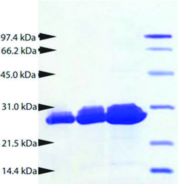 Proteinase 3 from human neutrophils &#8805;95% (SDS-PAGE)