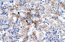 Anti-NR4A1 (N-terminal) antibody produced in rabbit affinity isolated antibody