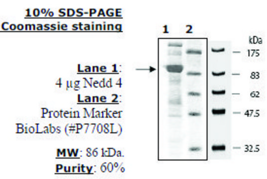 NEDD4 Active human recombinant, expressed in baculovirus infected insect cells, &#8805;60% (SDS-PAGE)