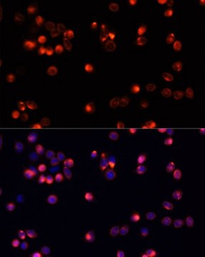 Anti-AKT2 antibody produced in rabbit