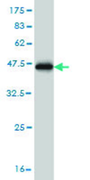 ANTI-TNIK antibody produced in mouse clone 4E4, purified immunoglobulin, buffered aqueous solution