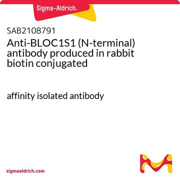 Anti-BLOC1S1 (N-terminal) antibody produced in rabbit biotin conjugated affinity isolated antibody