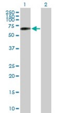 Anti-SNPH antibody produced in mouse purified immunoglobulin, buffered aqueous solution