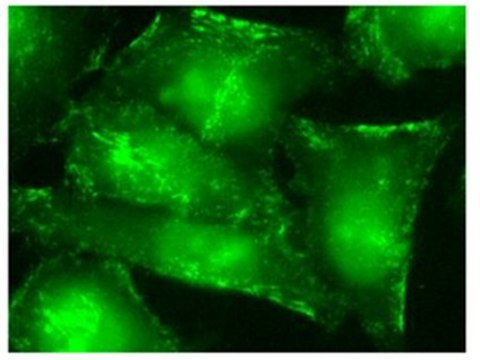 Anti-Septin-9 Antibody, clone 1A6C2 clone 1A6C2, from rat