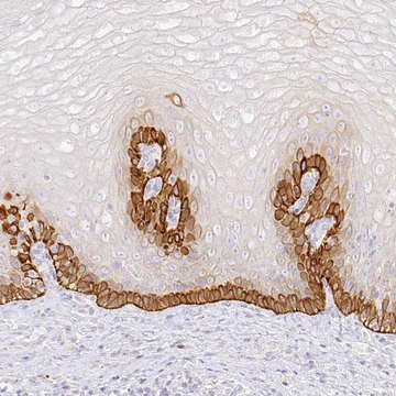 Anti-SEC13 antibody produced in rabbit Prestige Antibodies&#174; Powered by Atlas Antibodies, affinity isolated antibody, buffered aqueous glycerol solution